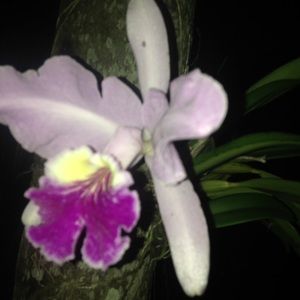 Meet your Posher, Leslie